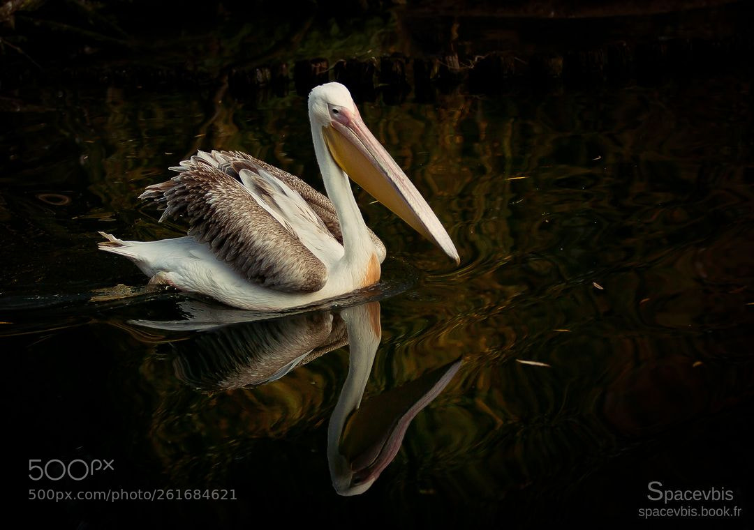 Canon EOS 1000D (EOS Digital Rebel XS / EOS Kiss F) sample photo. Pelican photography