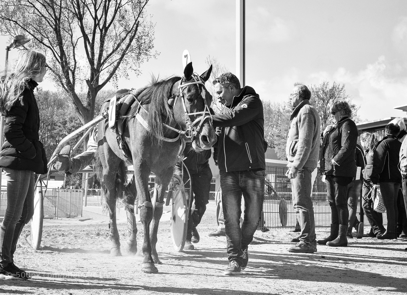 Nikon D5300 sample photo. Racehorse  photography