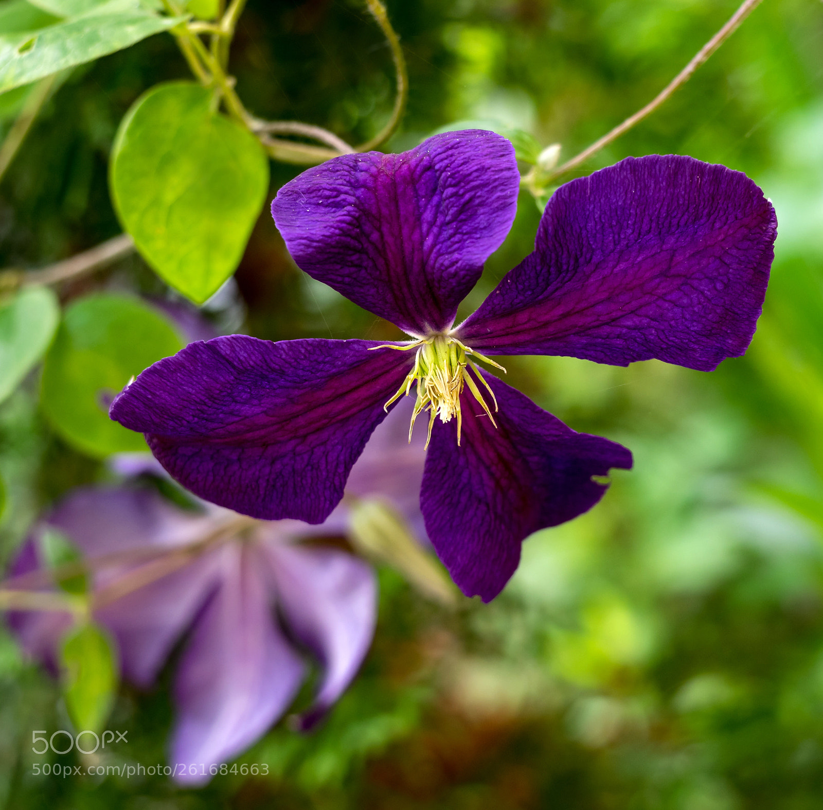 Olympus OM-D E-M1 sample photo. Queen of vines photography