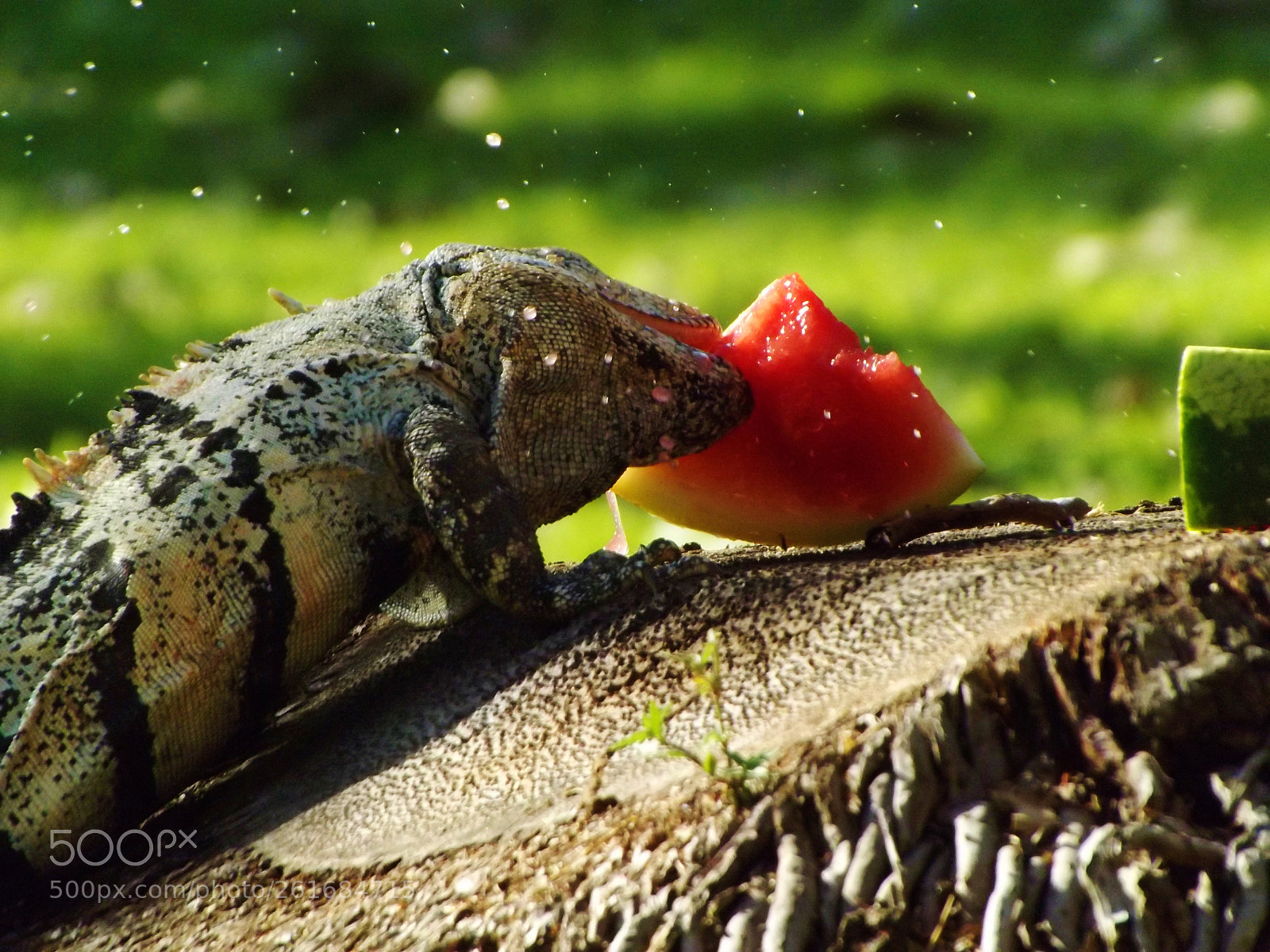 Fujifilm FinePix S4300 sample photo. Iguana comiendo photography