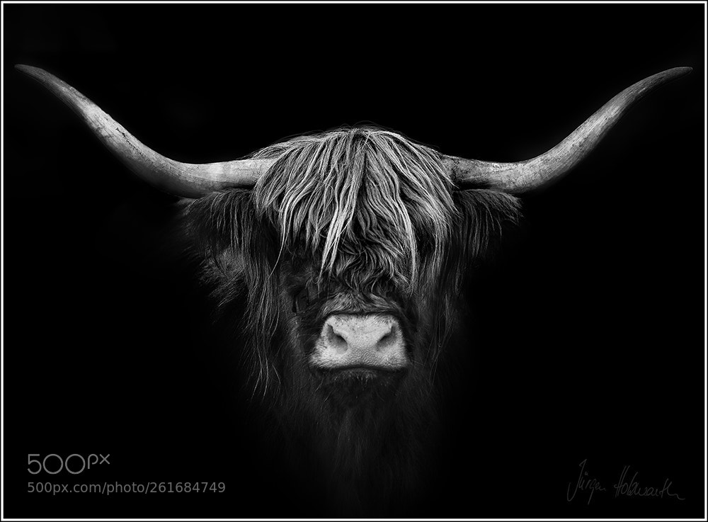 Canon EOS-1D X Mark II sample photo. Highlander photography