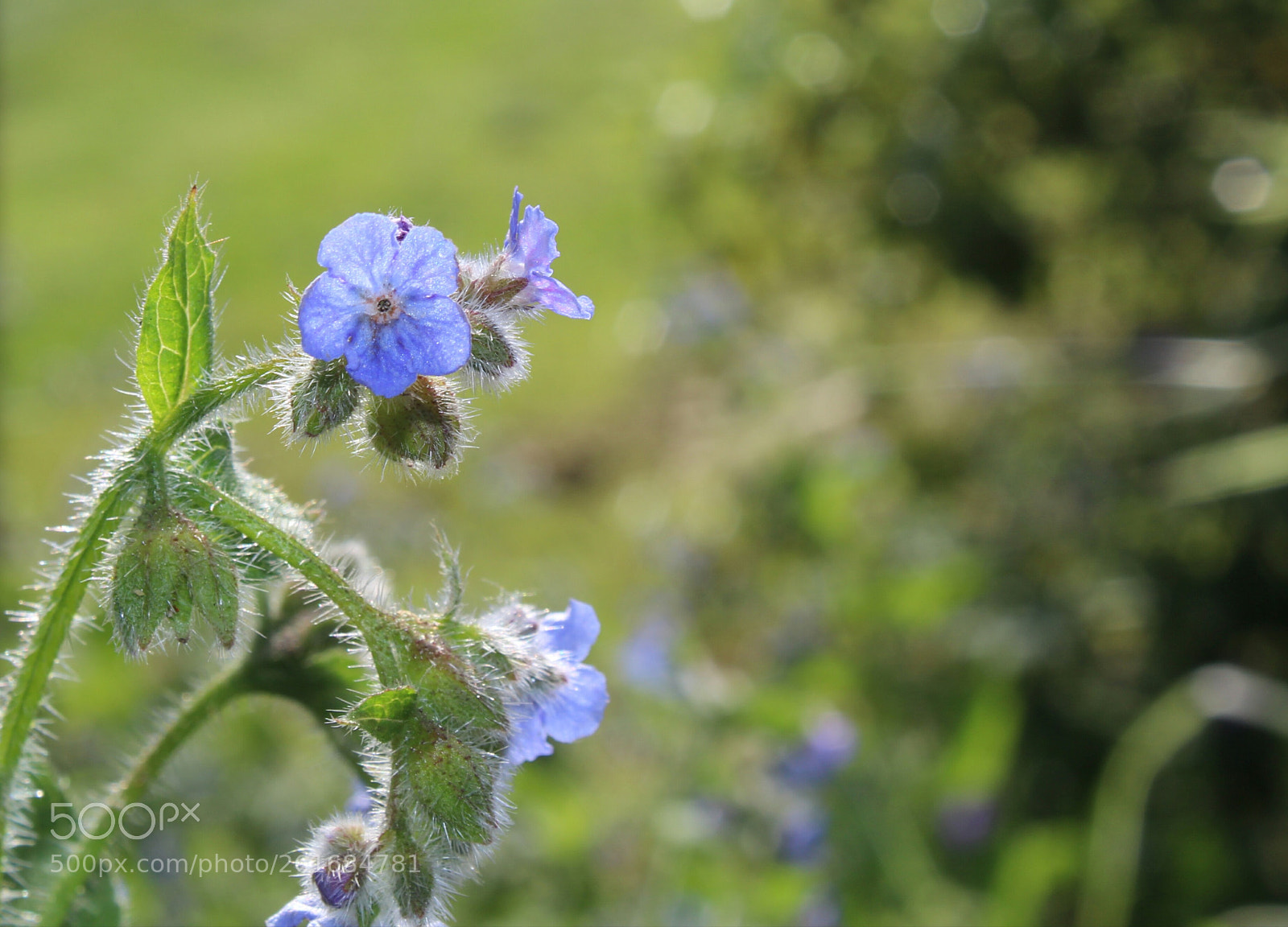 Canon EOS 1300D (EOS Rebel T6 / EOS Kiss X80) sample photo. Summer dreams photography