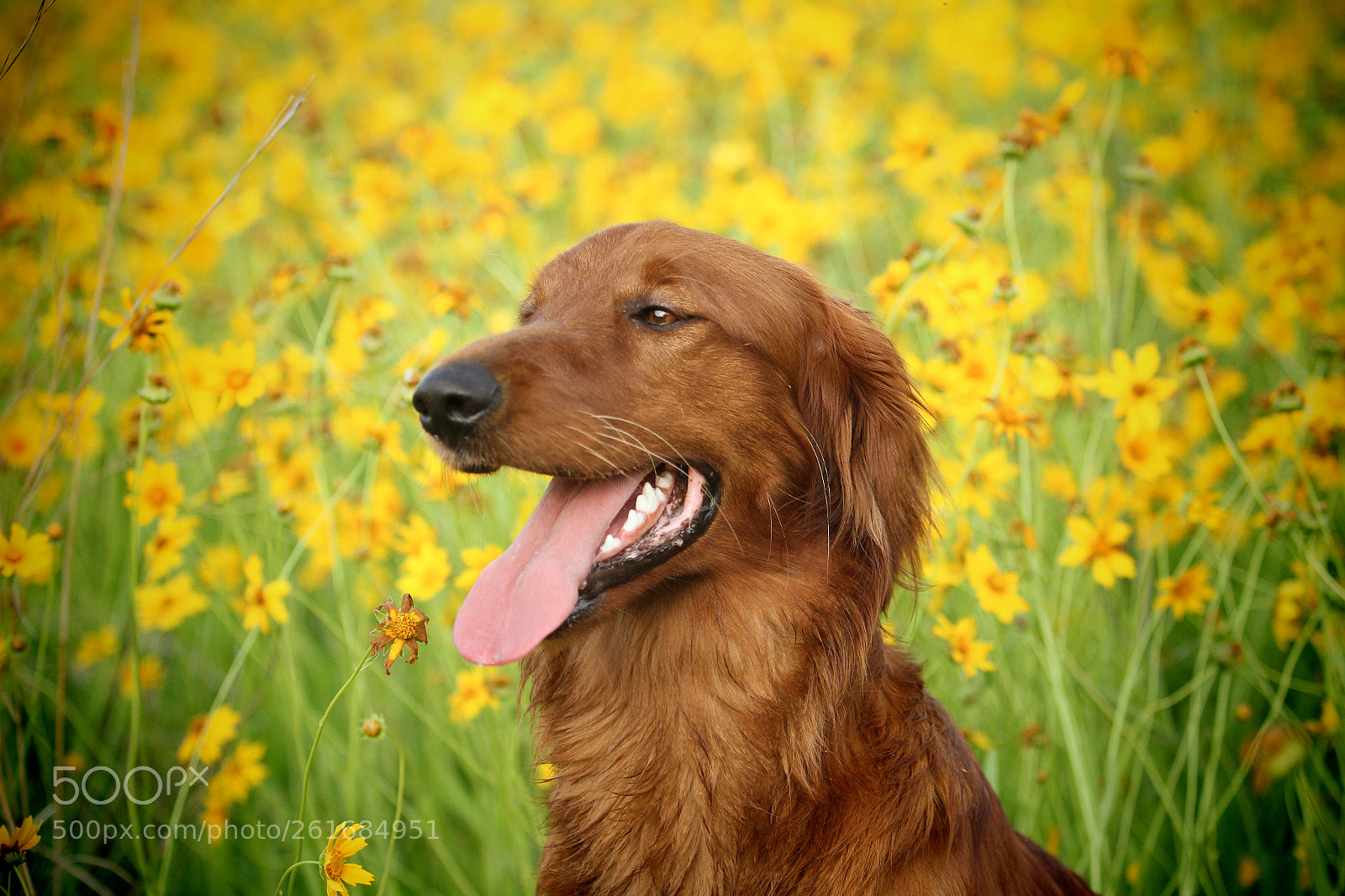 Canon EOS 7D sample photo. Strike a pose photography