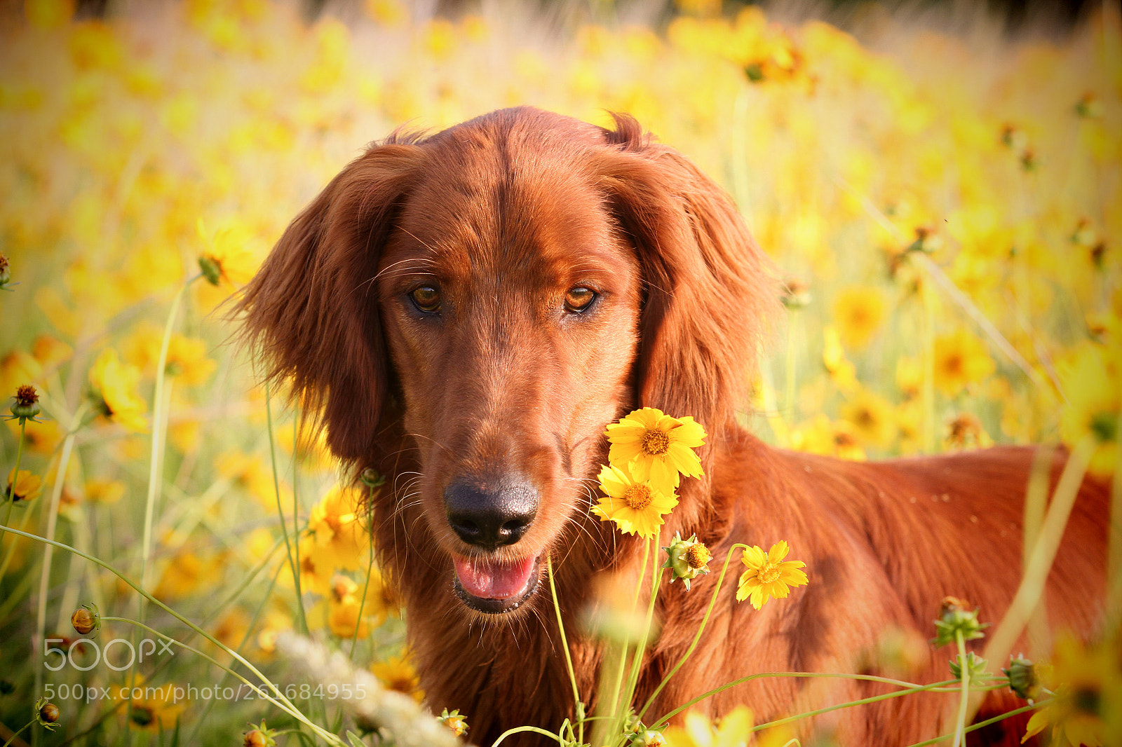 Canon EOS 7D sample photo. Spotted something photography