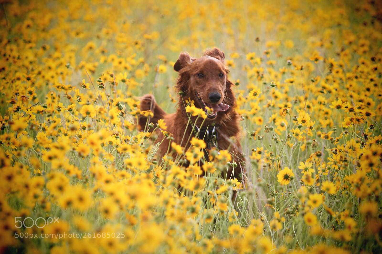 Canon EOS 7D sample photo. Maizey in a maze photography