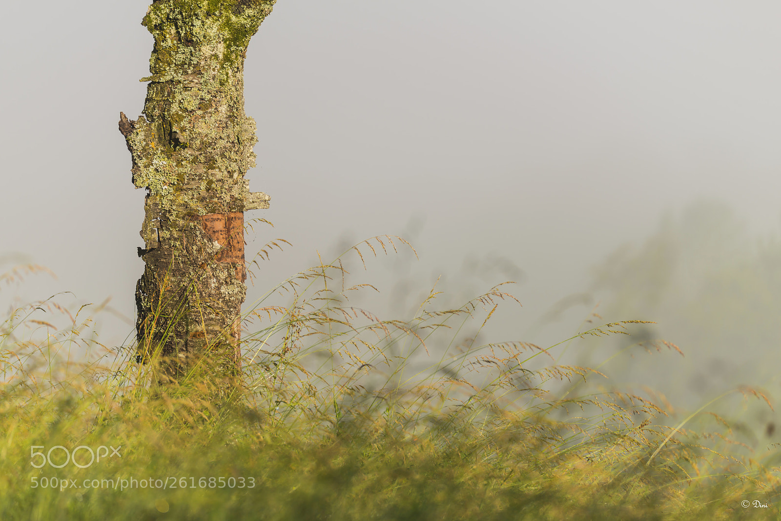 Nikon D800 sample photo. Baum im feld photography