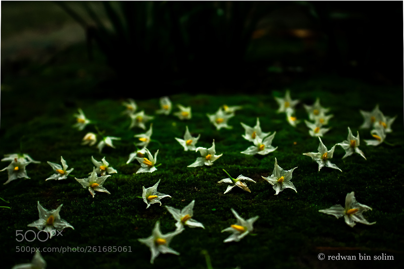 Canon EOS 650D (EOS Rebel T4i / EOS Kiss X6i) sample photo. Flowers on the green photography