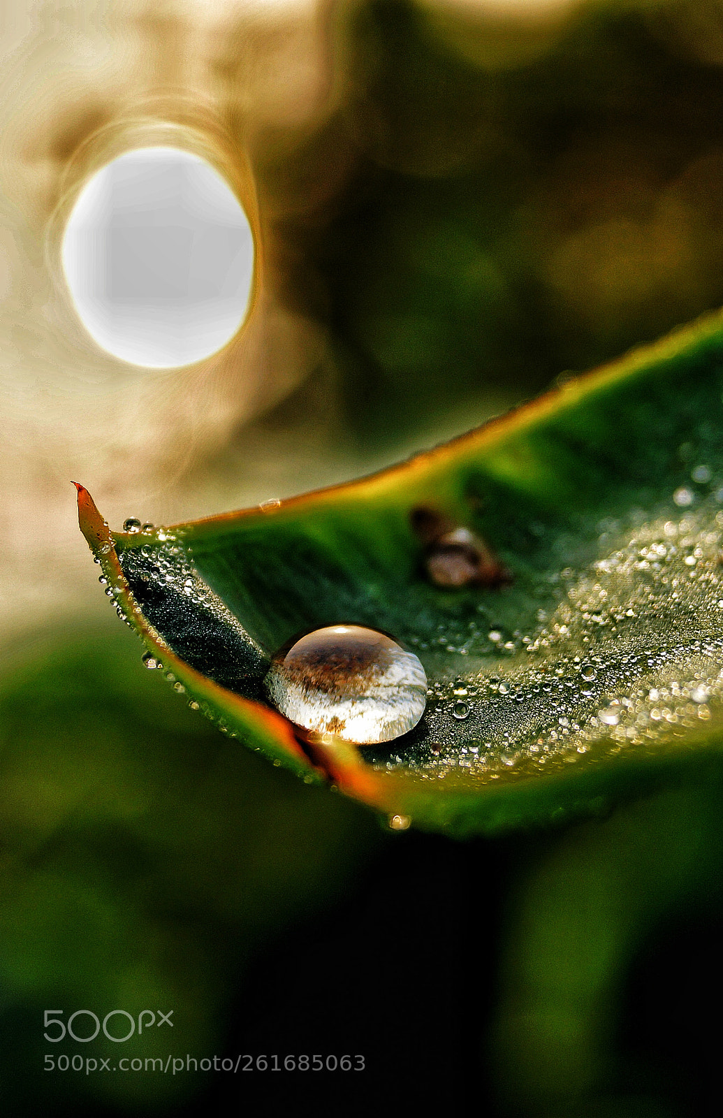 Sony SLT-A58 sample photo. Morning dew..... photography