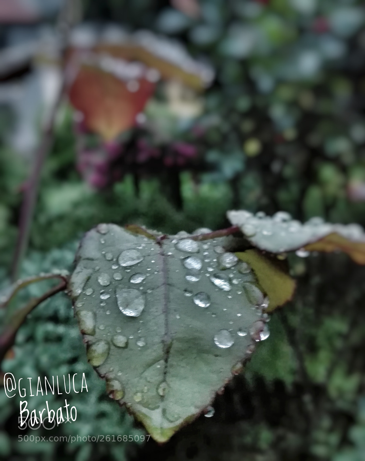 HUAWEI P8 Lite sample photo. Drops.... photography