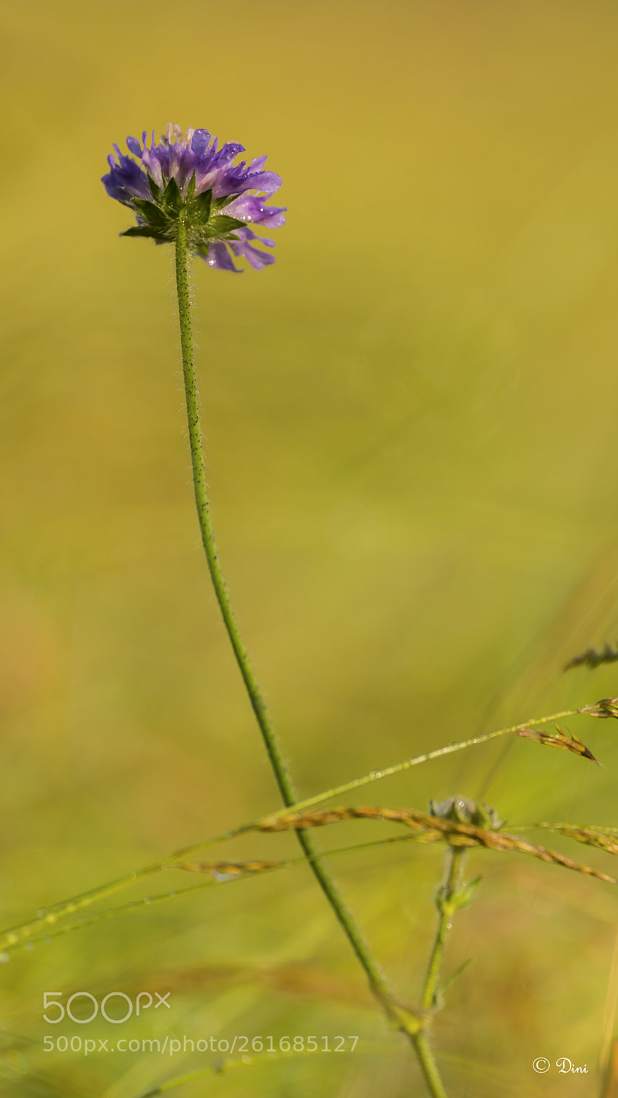Nikon D800 sample photo. Blume im feld photography