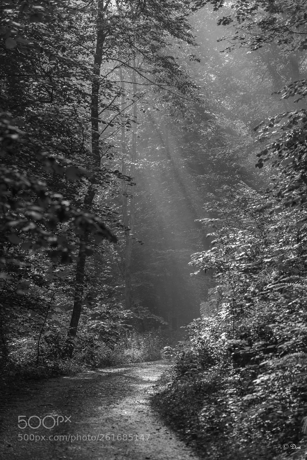 Nikon D800 sample photo. Waldweg photography