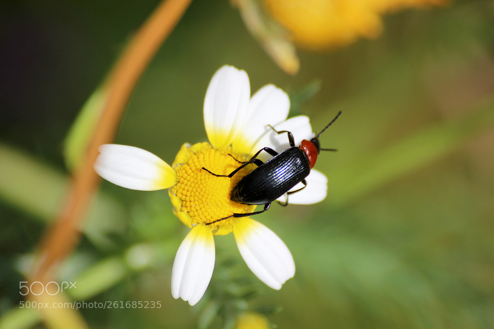 Canon EOS 600D (Rebel EOS T3i / EOS Kiss X5) sample photo. Insect photography