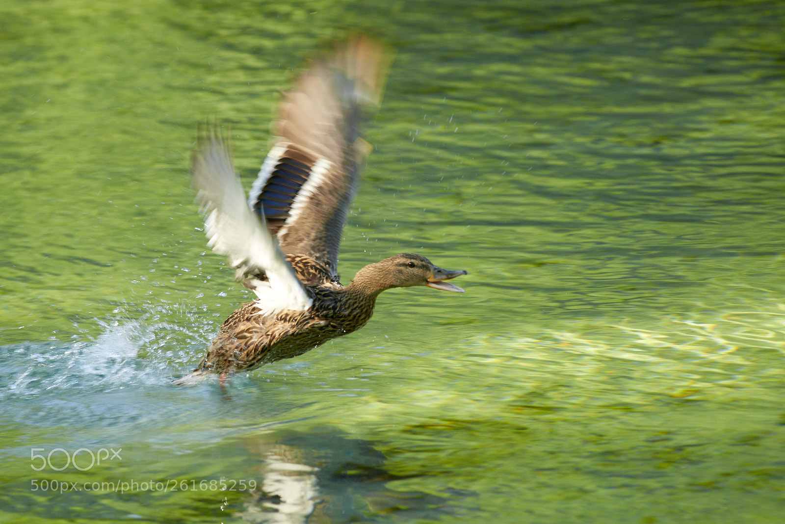 Nikon D800 sample photo. The departure photography