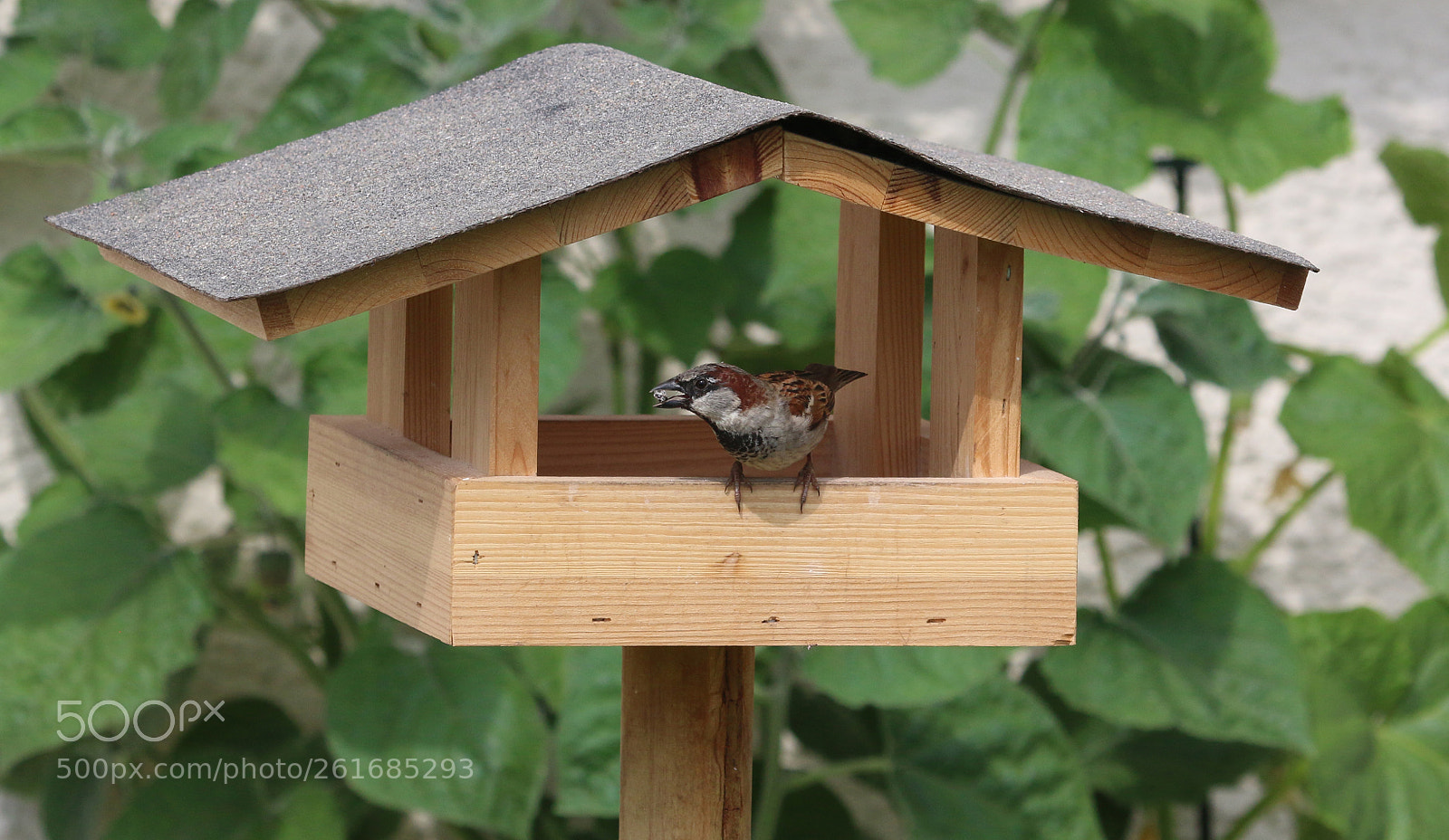 Canon EOS 70D sample photo. Spatz photography