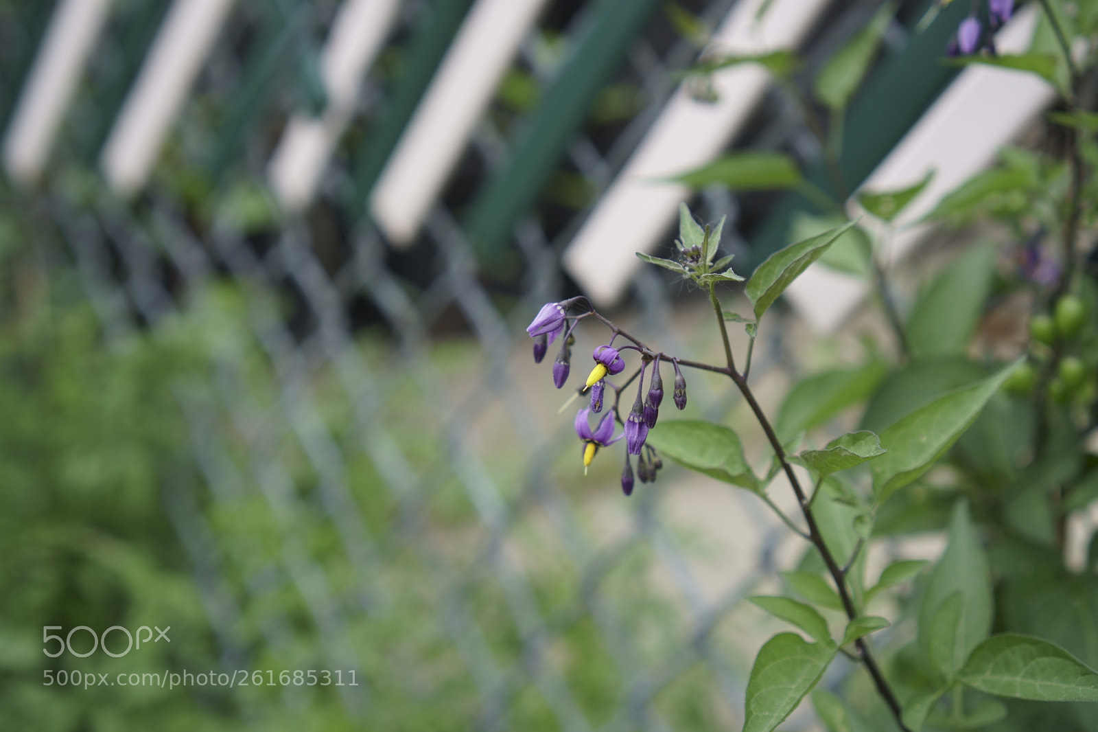 Sony a6500 + Sony E 35mm F1.8 OSS sample photo. Park photography