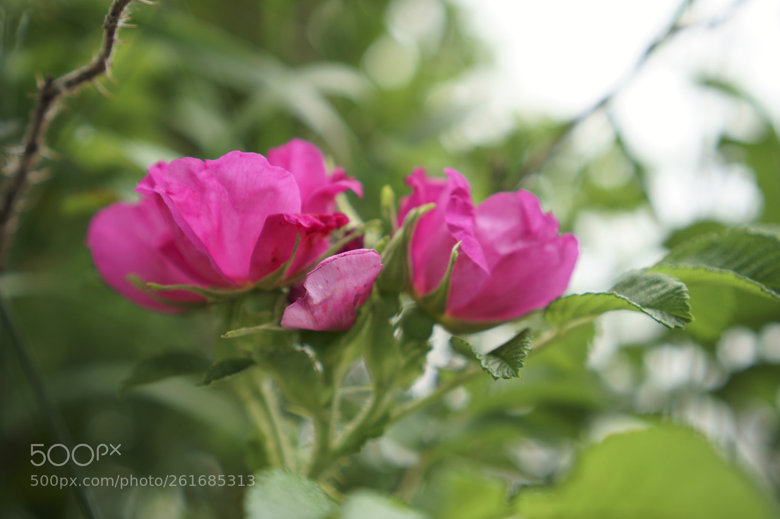 Sony E 35mm F1.8 OSS sample photo. Park photography