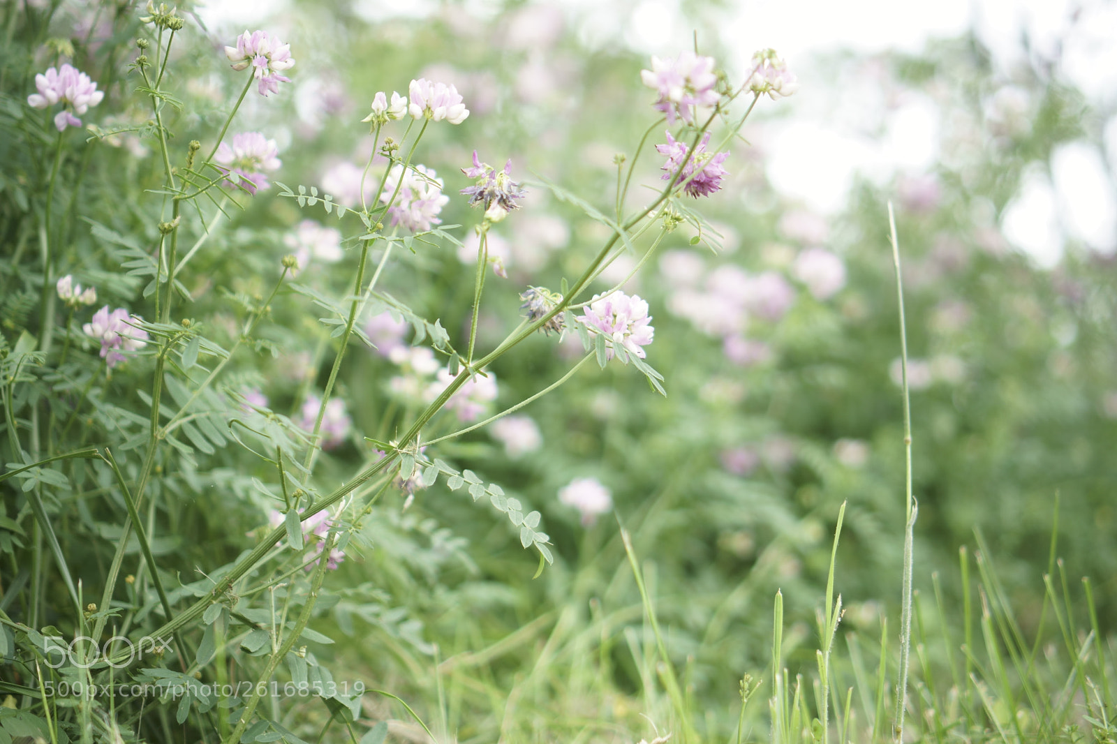 Sony a6500 + Sony E 35mm F1.8 OSS sample photo. Park photography