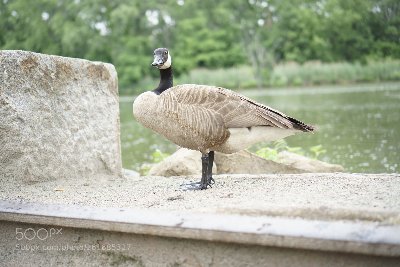 Sony a6500 + Sony E 35mm F1.8 OSS sample photo. Park photography