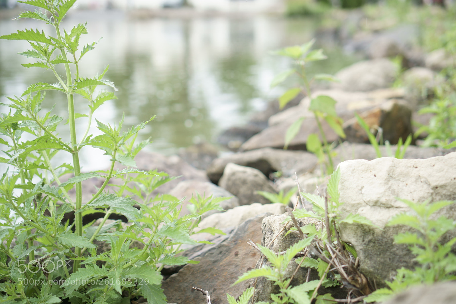 Sony a6500 + Sony E 35mm F1.8 OSS sample photo. Park photography