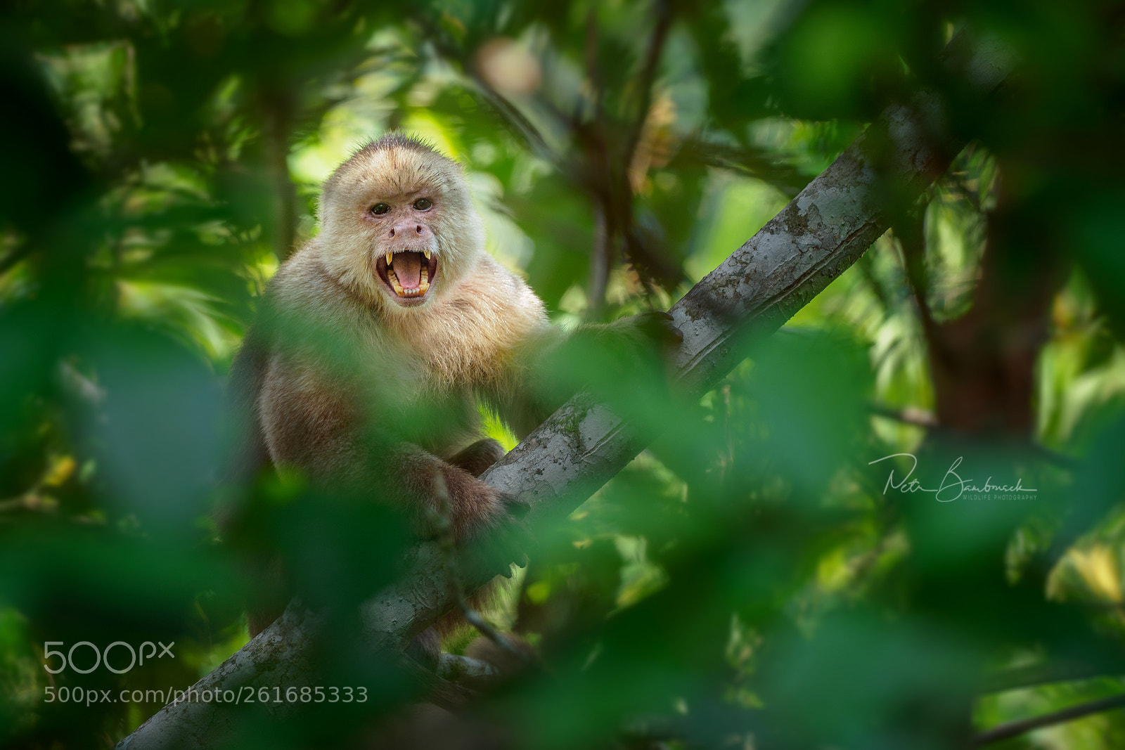 Olympus OM-D E-M1 Mark II sample photo. Brown capuchin monkey | ecuador photography