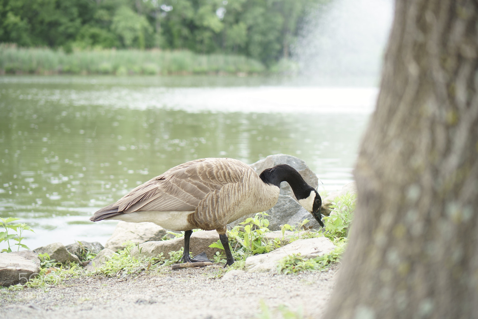 Sony a6500 + Sony E 35mm F1.8 OSS sample photo. Park photography