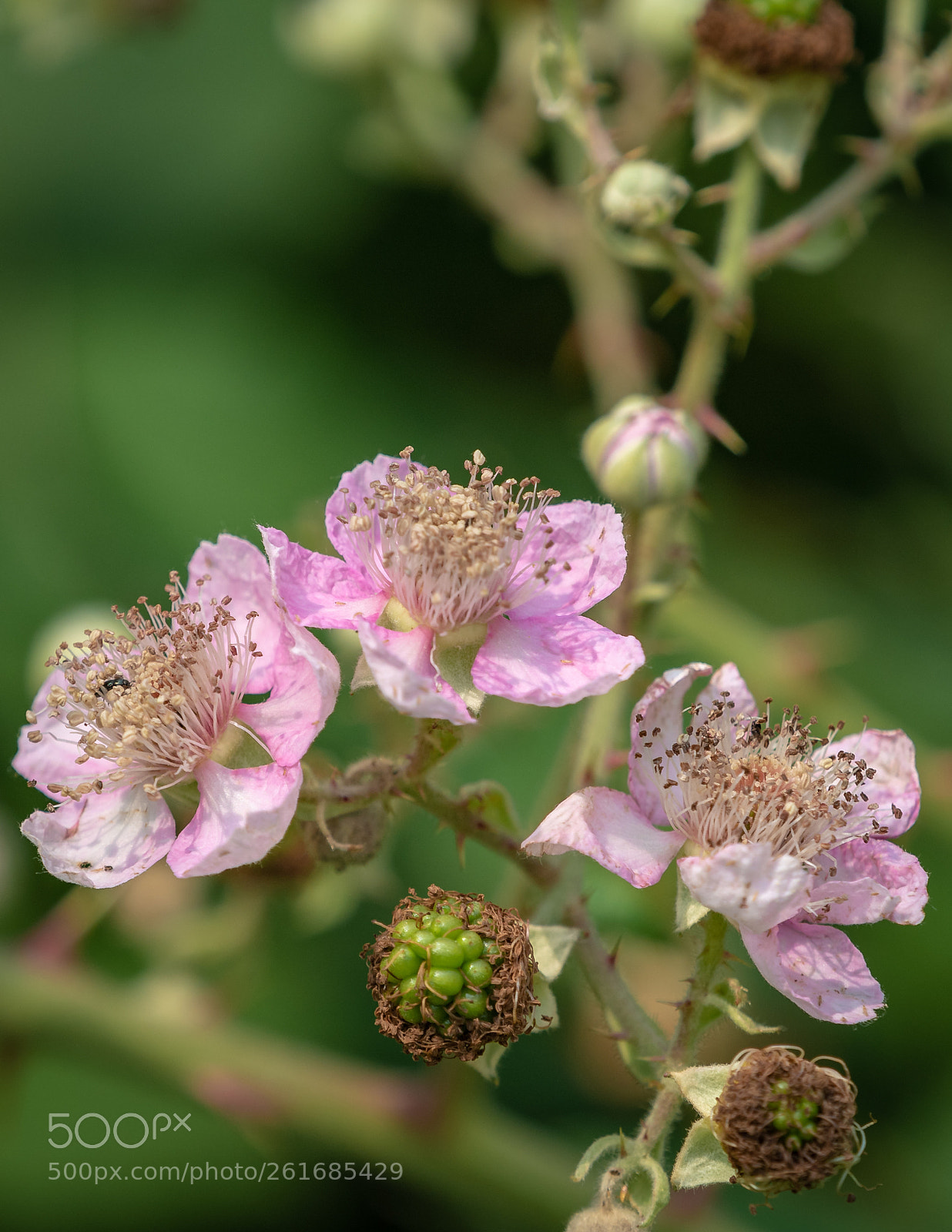 Olympus OM-D E-M5 II sample photo. Brombeeren - photography