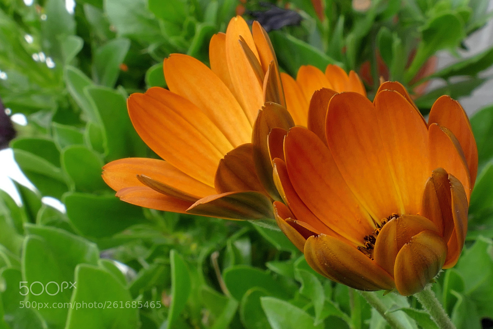 Panasonic Lumix DMC-FZ1000 sample photo. Ready for sleep photography