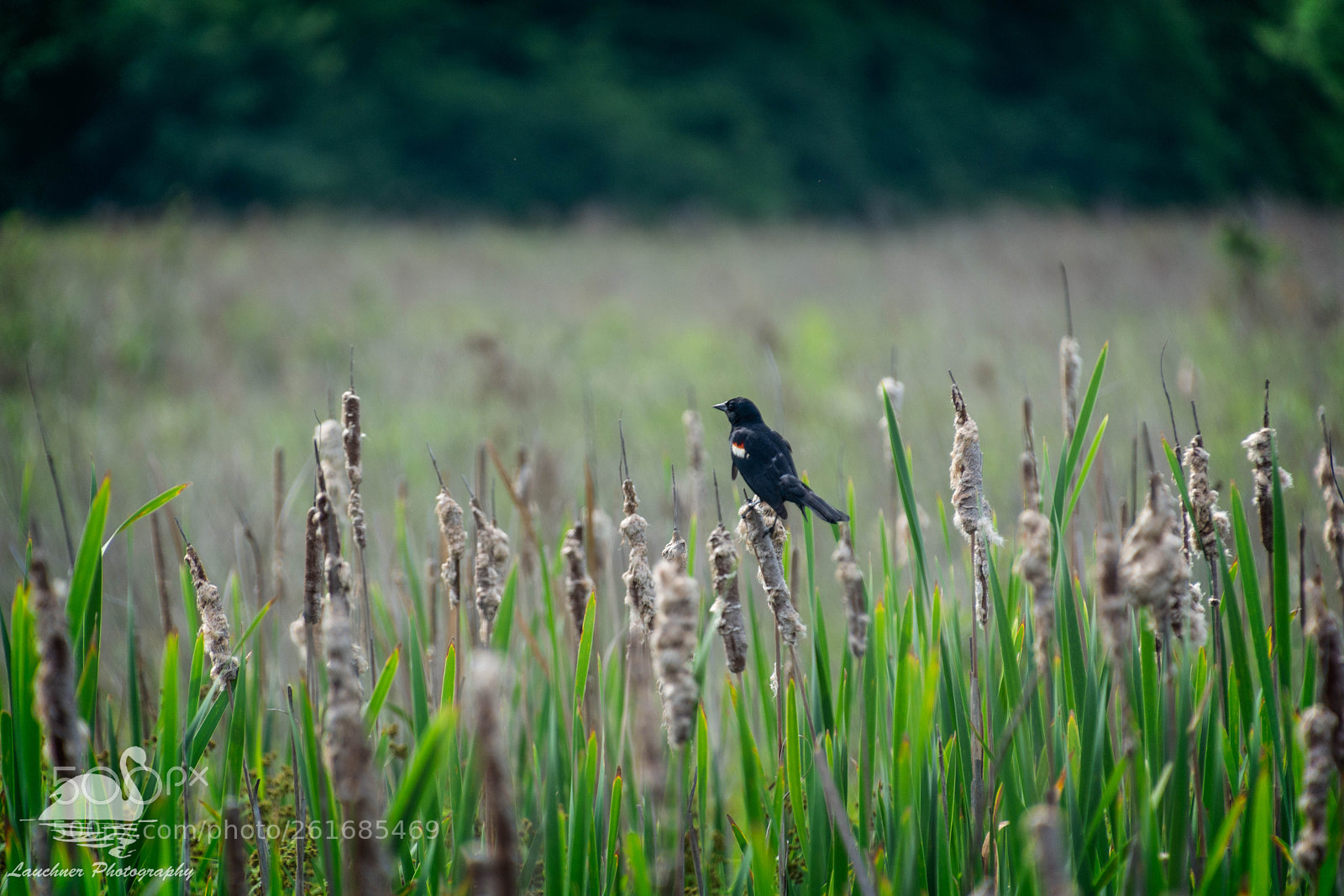Nikon D5200 sample photo. Red-wing blackbird photography