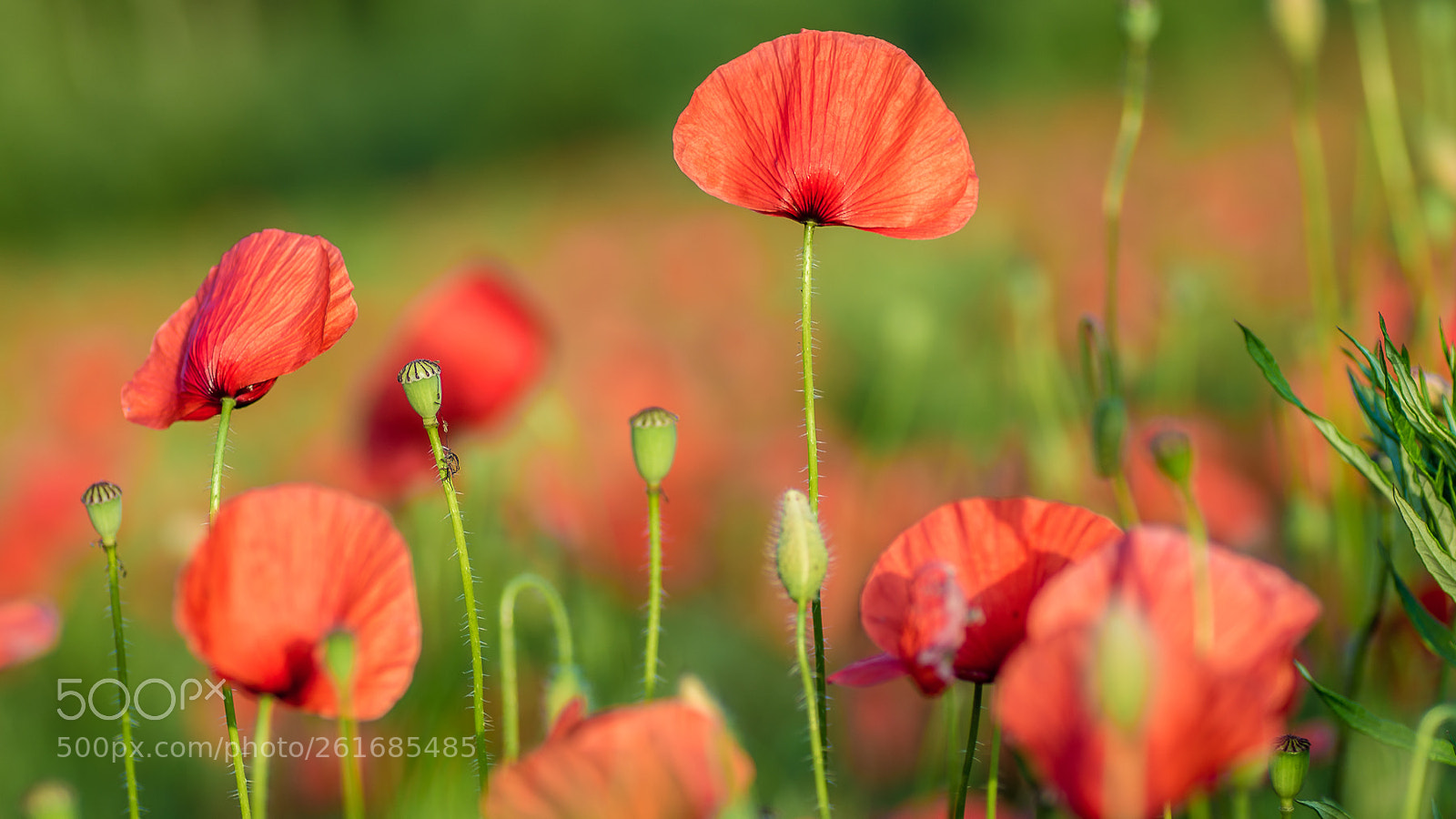 Pentax K-5 sample photo. Camp de gallarets photography