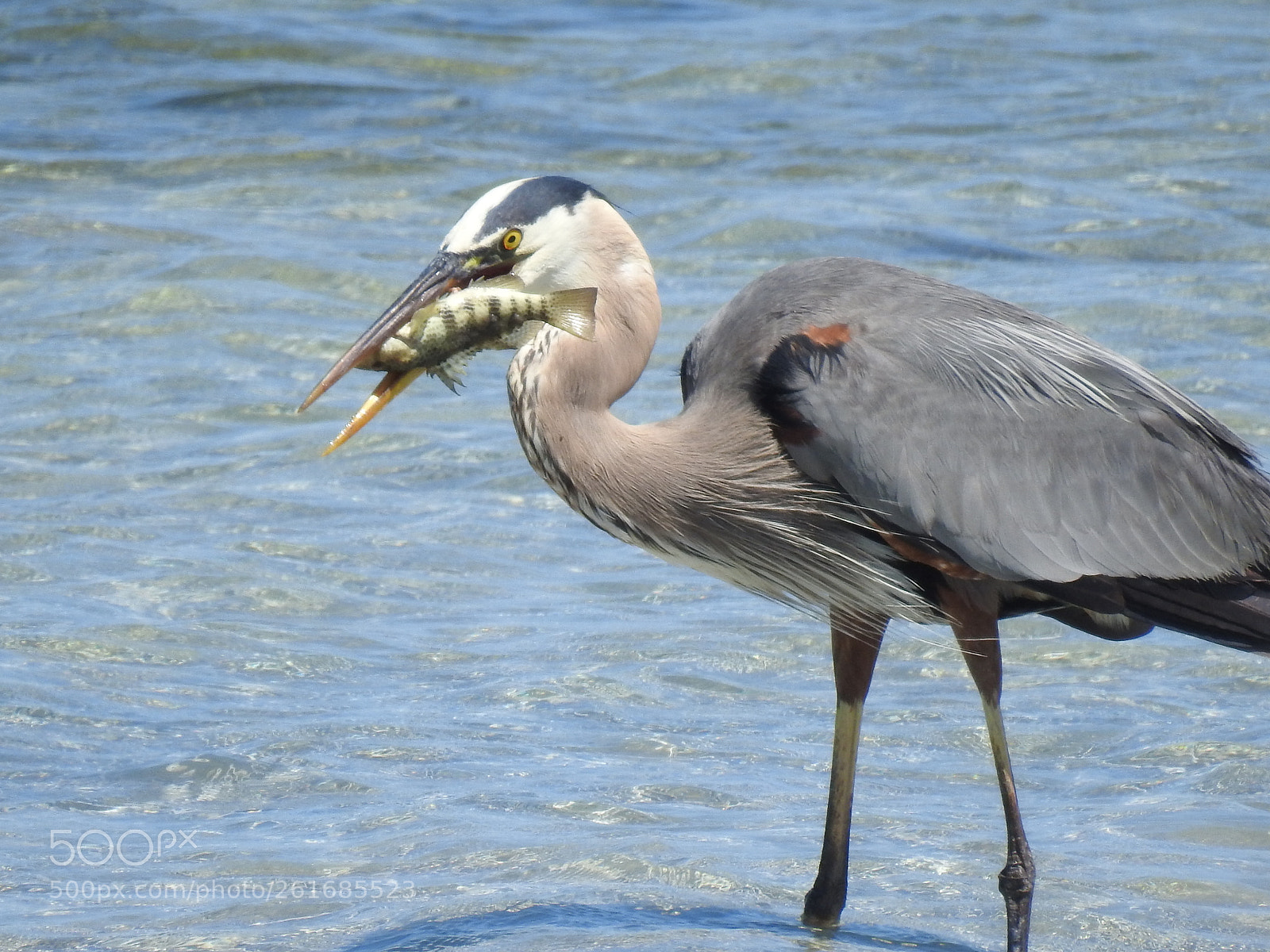 Nikon Coolpix P900 sample photo. Great blue heron photography