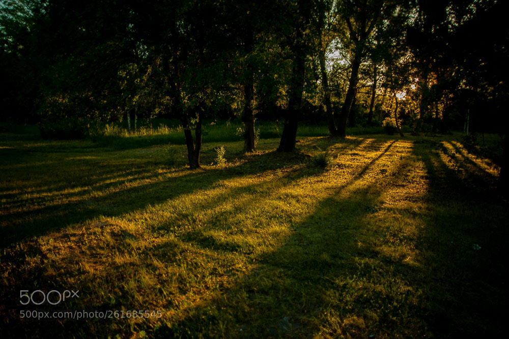 Canon EOS 5D Mark II sample photo. Sunlight in forest photography