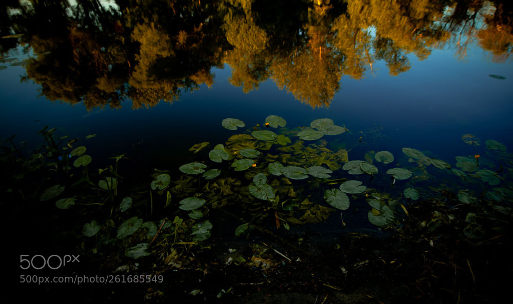 Canon EOS 5D Mark II sample photo. Water lily photography