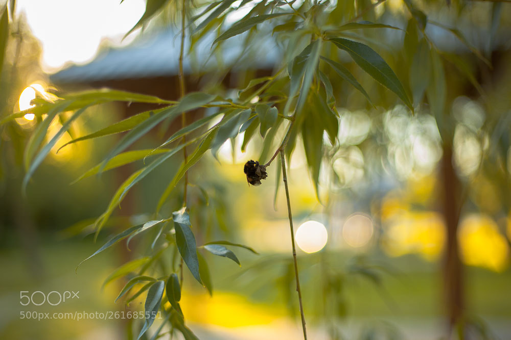 Canon EOS 5D Mark II sample photo. Bumblebee`s honey dream photography