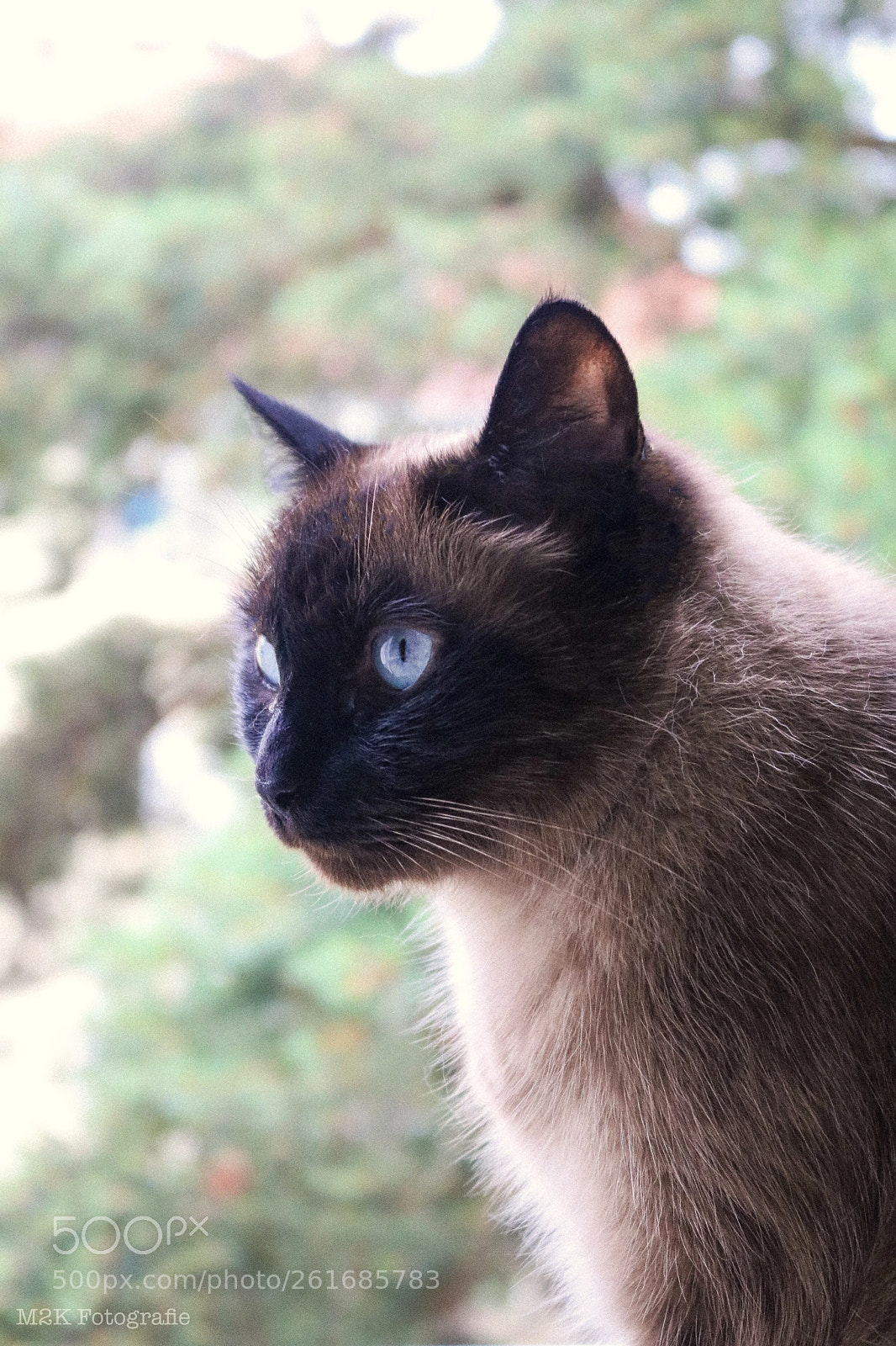 Canon EOS 750D (EOS Rebel T6i / EOS Kiss X8i) sample photo. Untitled photography