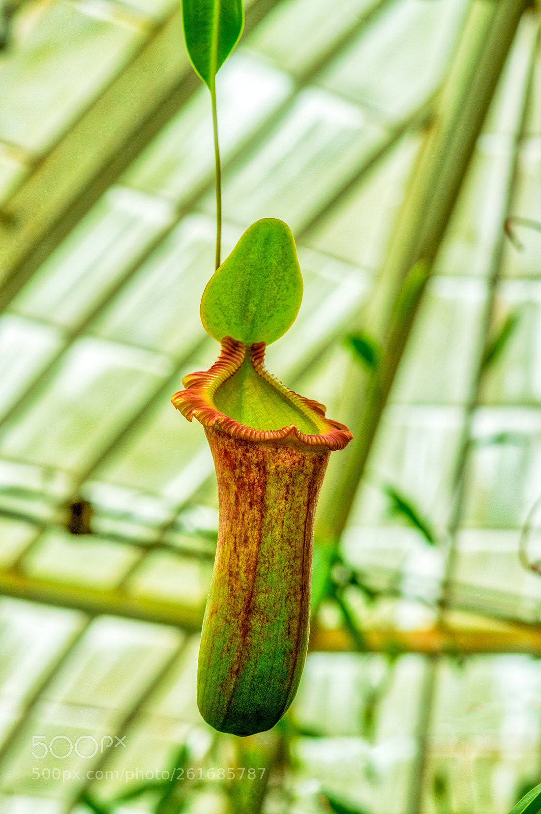 Pentax K-3 II sample photo. Sf botanical garden photography