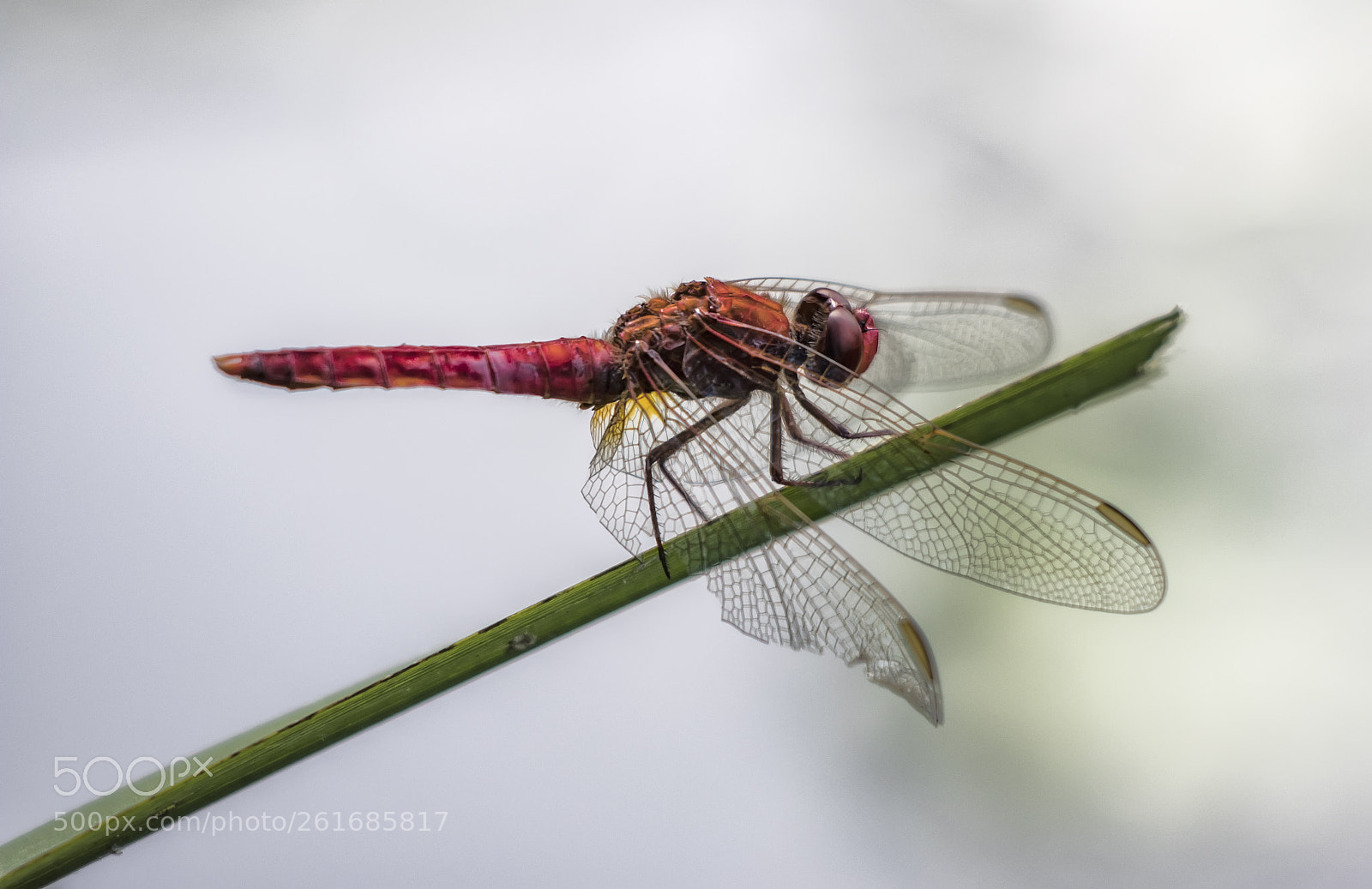 Canon EOS 80D sample photo. Semmi ágán photography