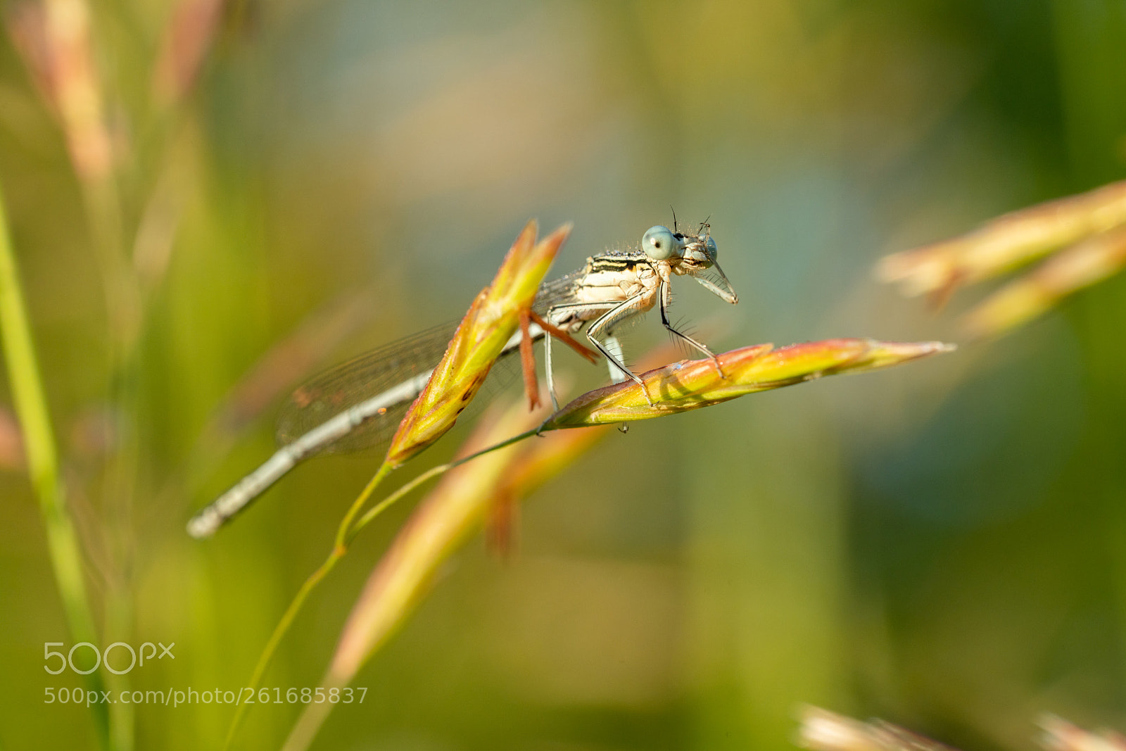 Sony a7R II sample photo. Dragonfly (platycnemis pennipes) photography