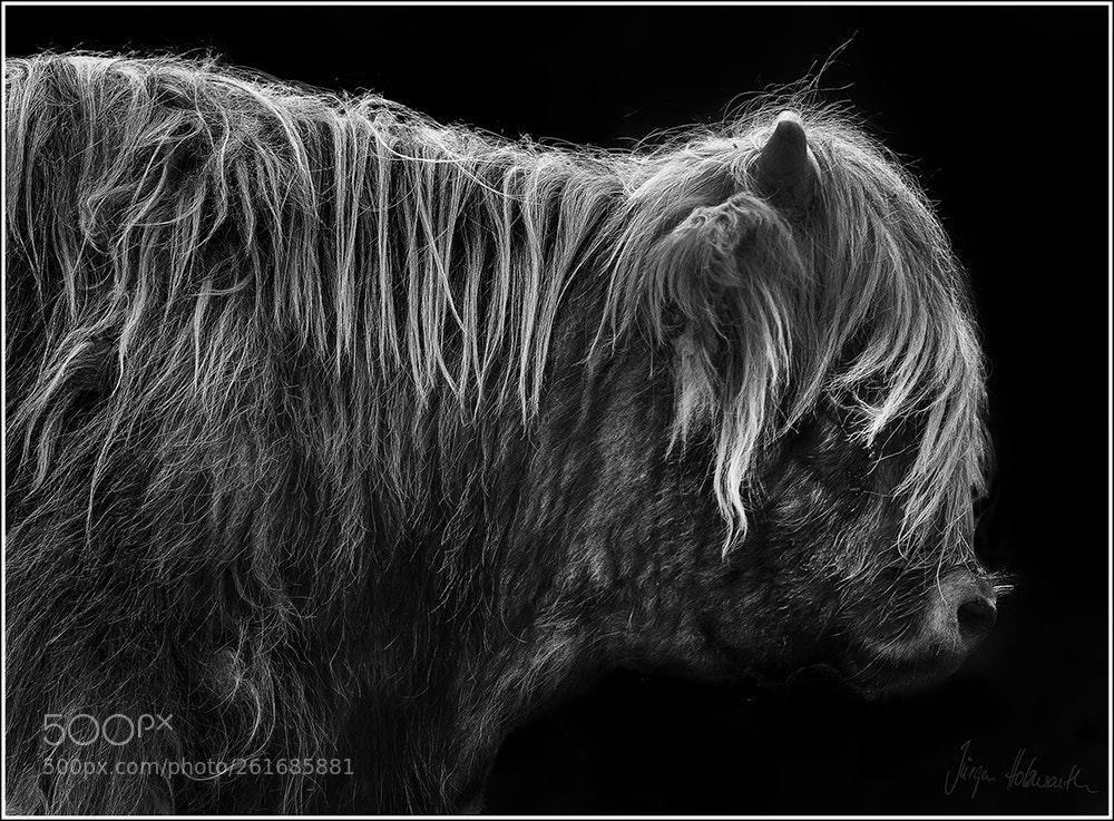 Canon EOS-1D X Mark II sample photo. Highlander ii photography