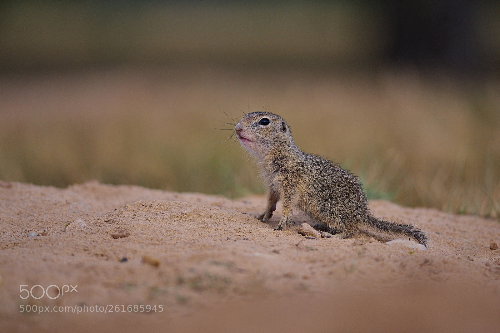 Nikon AF-S Nikkor 300mm F4D ED-IF sample photo. Spermophilus citellus photography