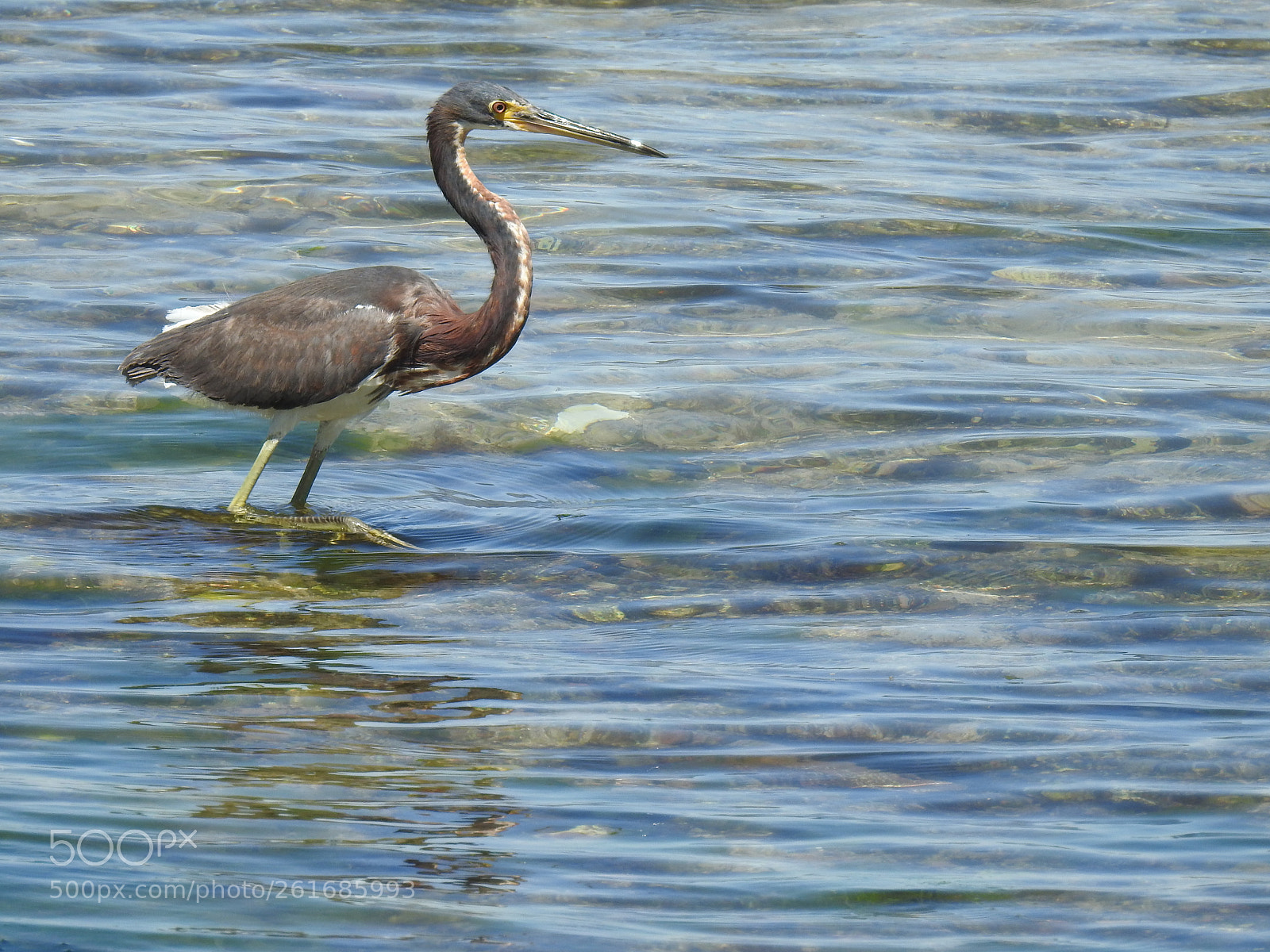 Nikon Coolpix P900 sample photo. Tricolored heron photography