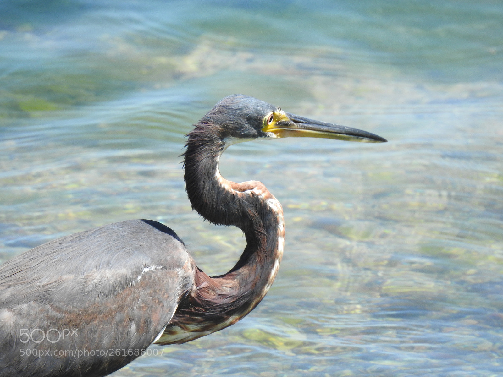 Nikon Coolpix P900 sample photo. Tricolored heron photography
