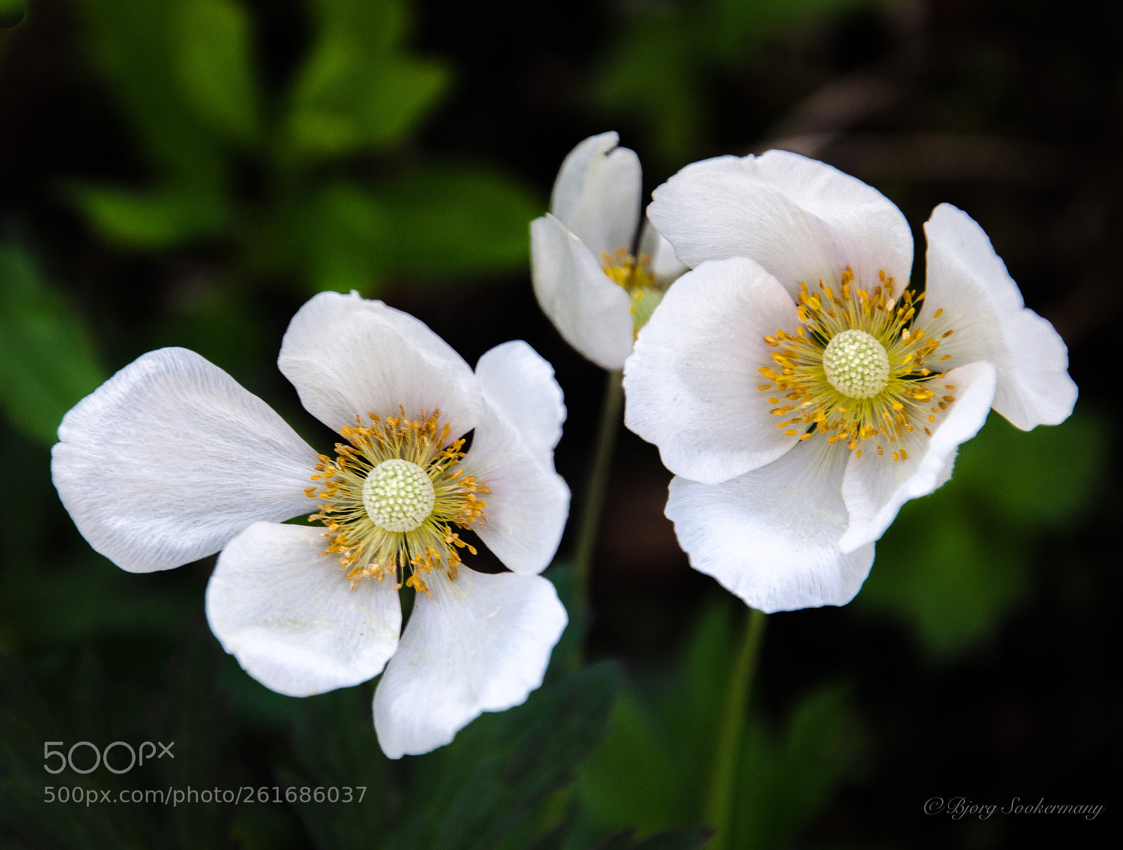 Nikon D5100 sample photo. Anemone sylvestris photography