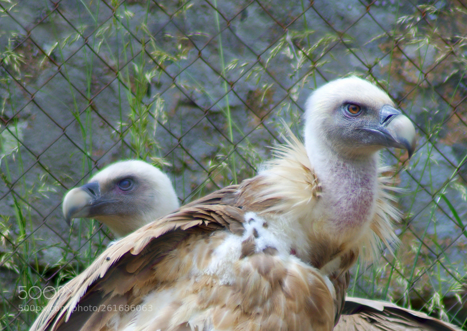 Pentax K-50 sample photo. Vultures photography