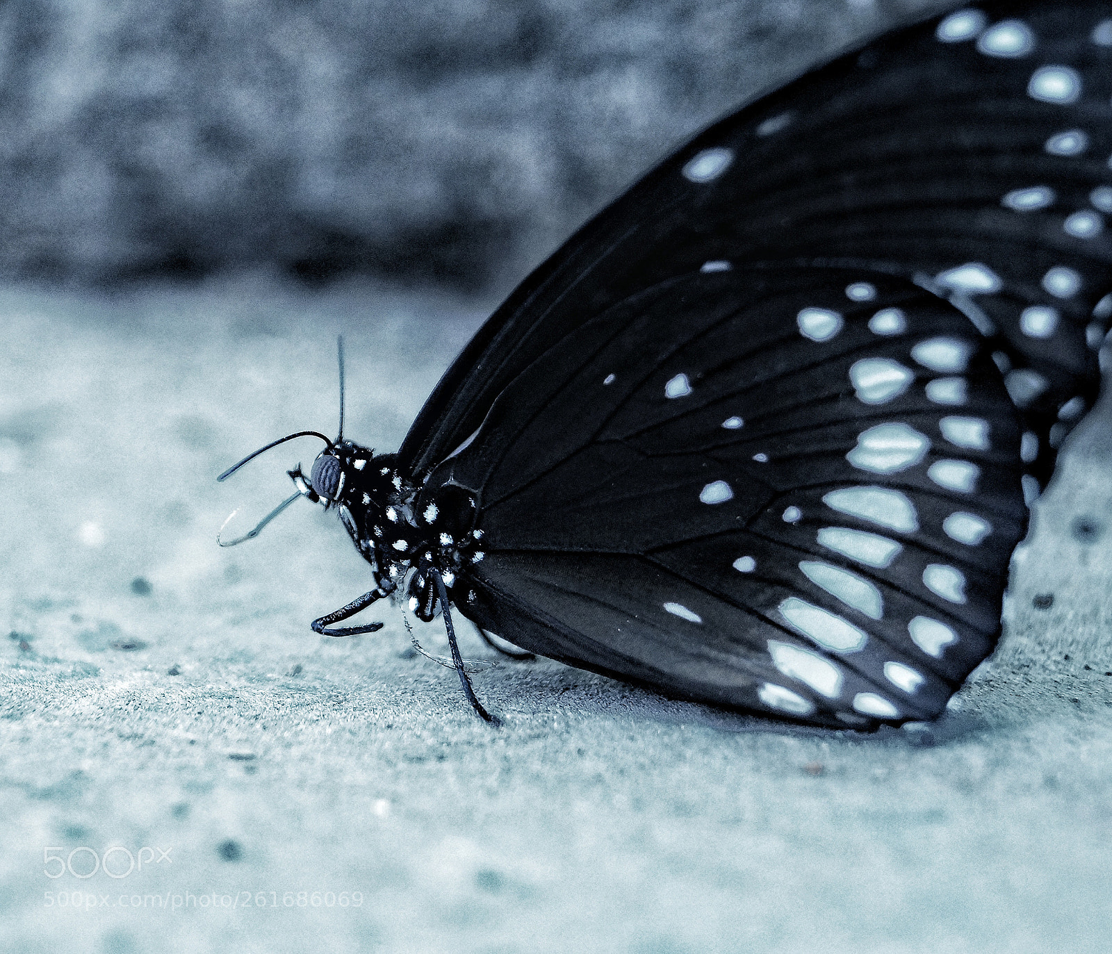 Sony SLT-A58 sample photo. Even deadly things can photography