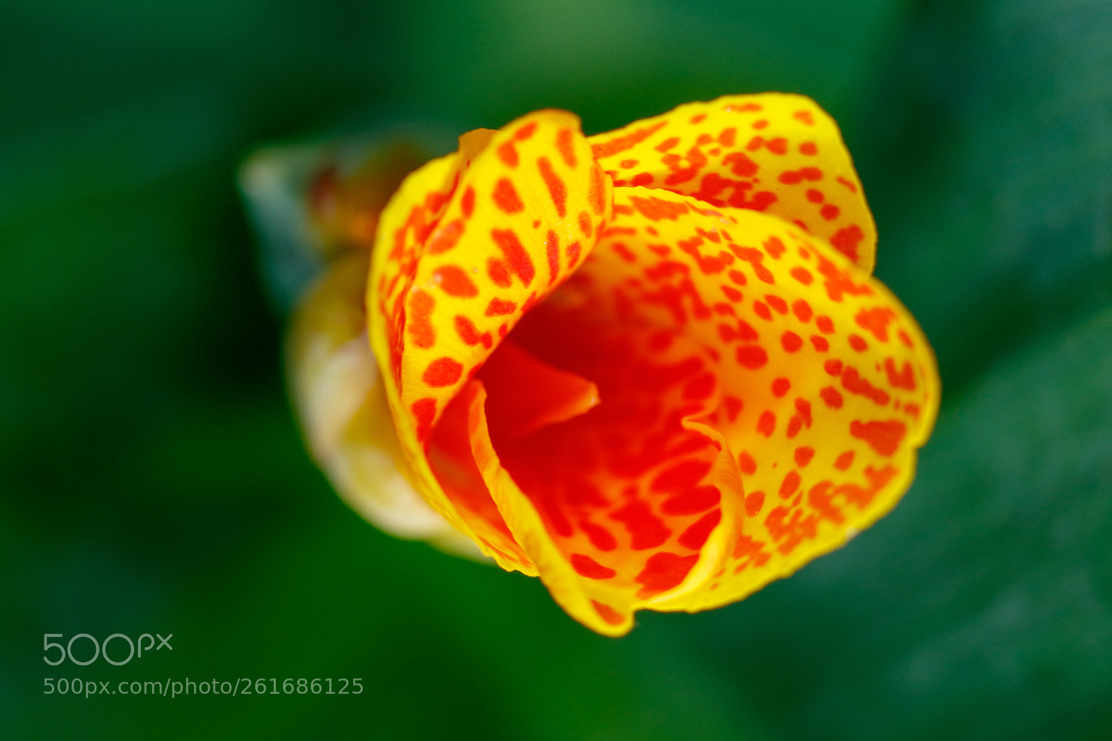Canon EOS 7D Mark II sample photo. Canna durban shoot photography