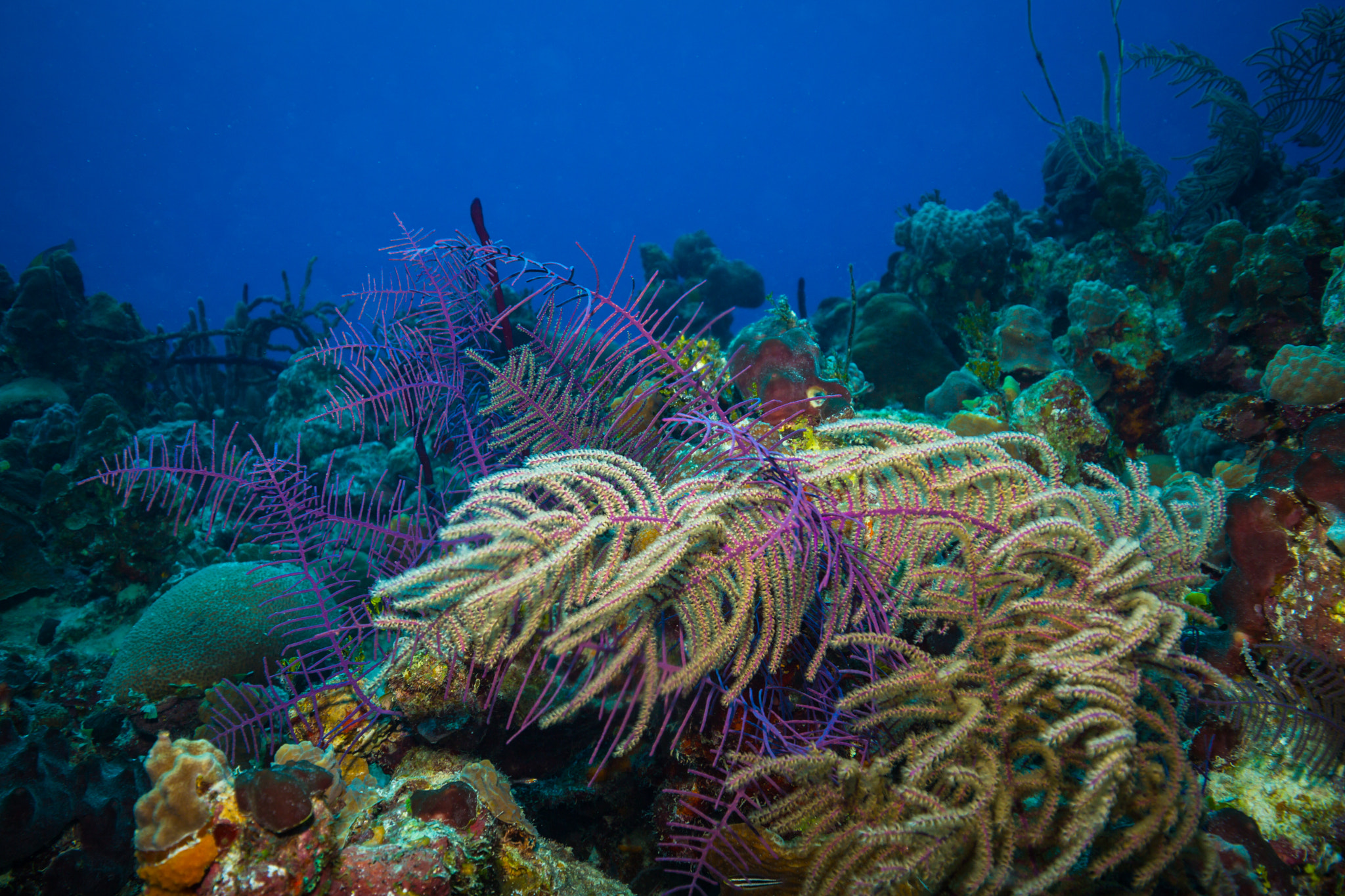 Coral garden