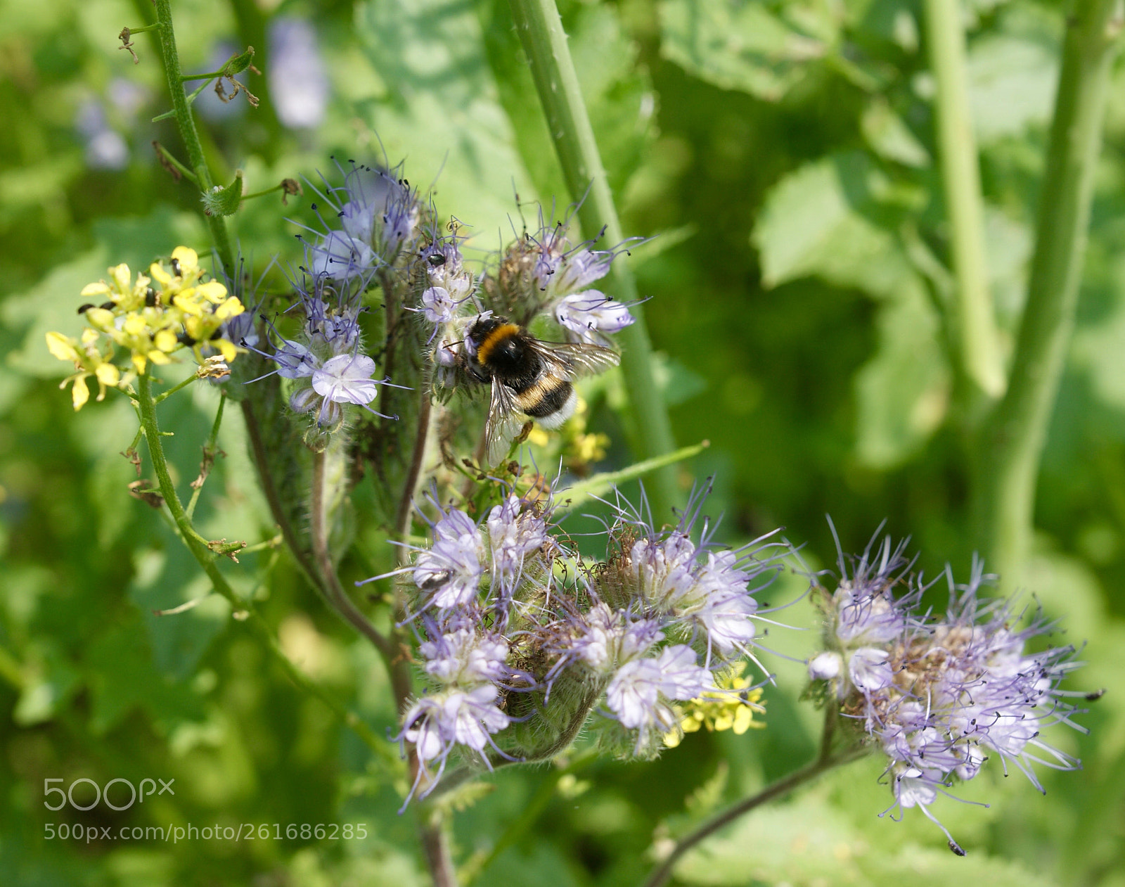 Sony Alpha DSLR-A290 sample photo. Busy bumblebee photography
