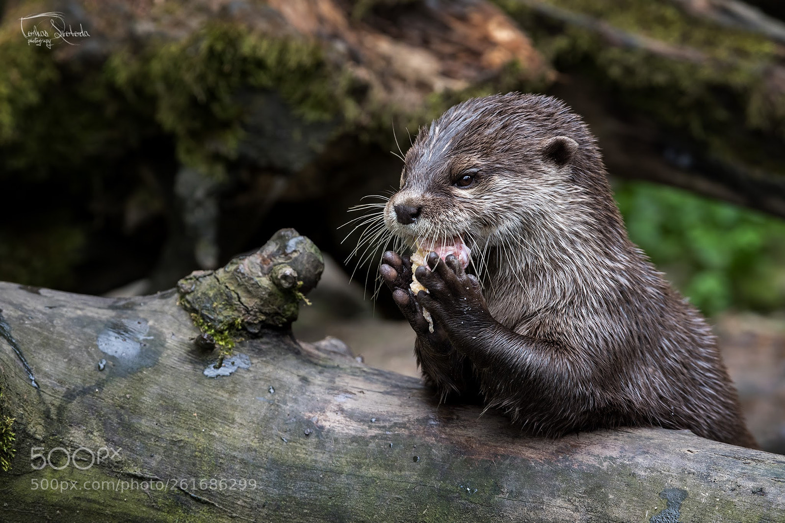 Nikon D750 sample photo. The asian small-clawed otter photography
