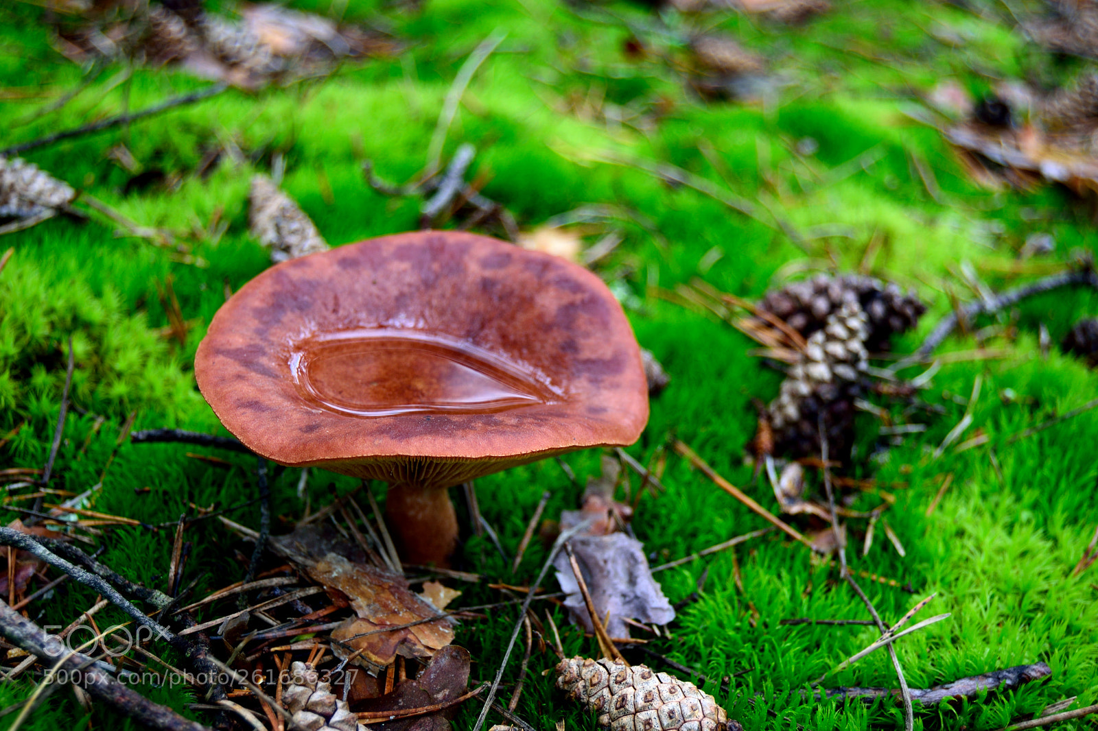 Nikon D3300 sample photo. Tiempo de setas photography