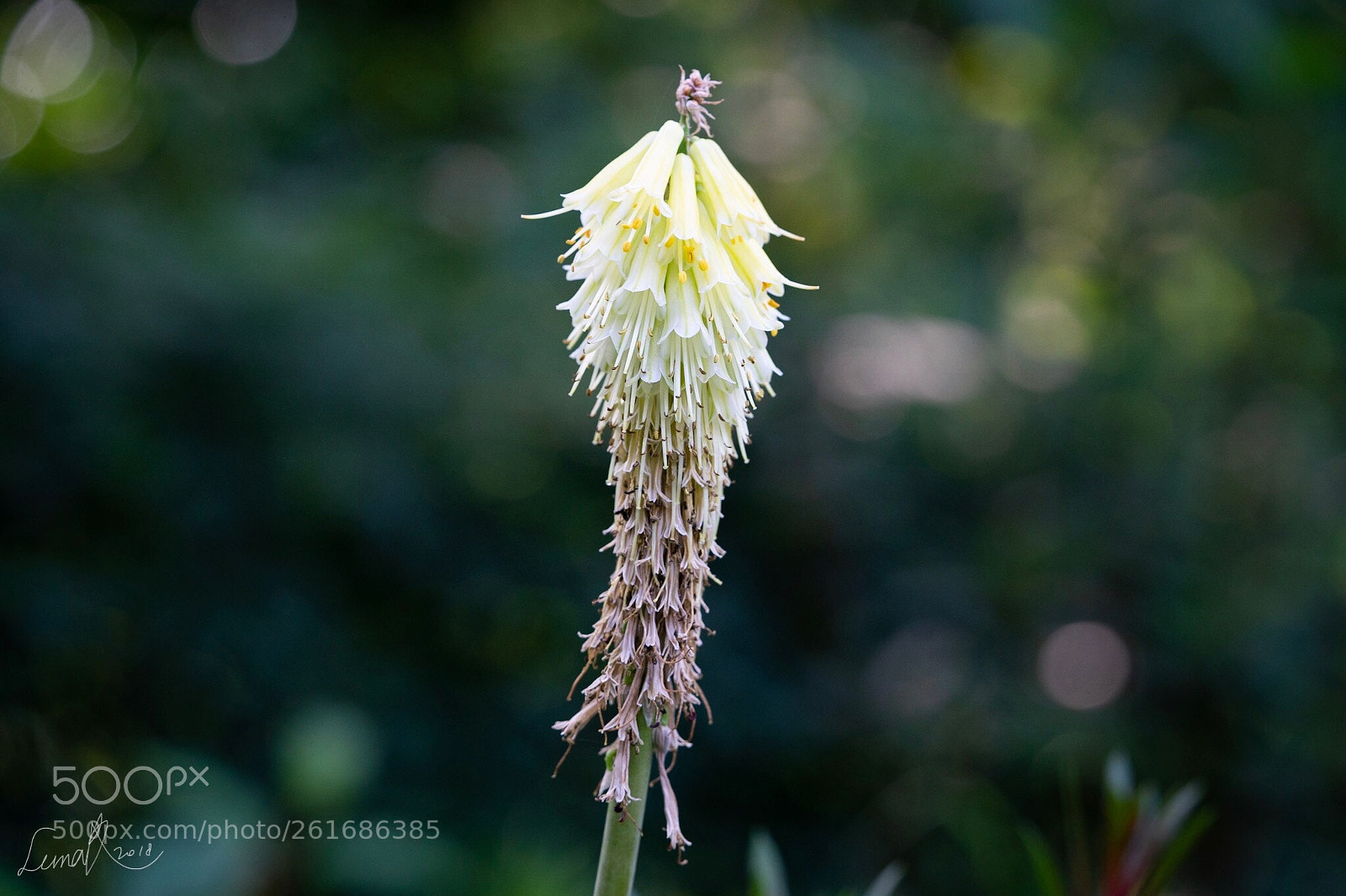 Sony a7R II sample photo. A interesting flower photography